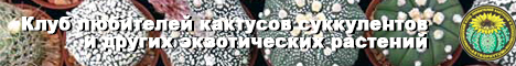 Клуб любителей кактусов, суккулентов и других  экзотических растений  «Астрофитум»